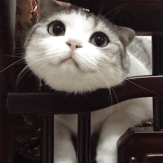 眉清目秀的猫咪GIF图片