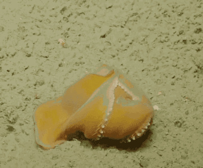 小章鱼GIF图片:章鱼