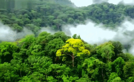 原始森林GIF图片:森林