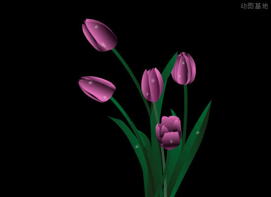 紫色花朵上的露珠动画图片:露珠