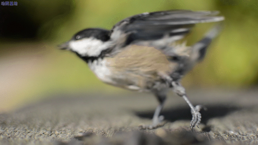 一只可爱的小鸟GIF图片:小鸟