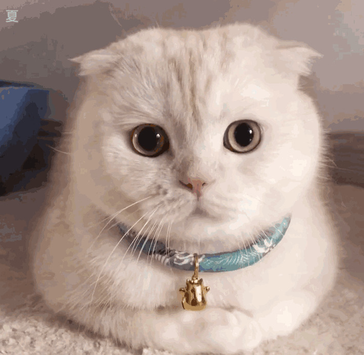 带小铃铛的白猫GIF图片:猫猫,铃铛