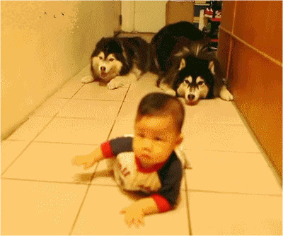 小男孩在地上爬行狗狗模仿gif图片:狗狗,二哈,哈士奇