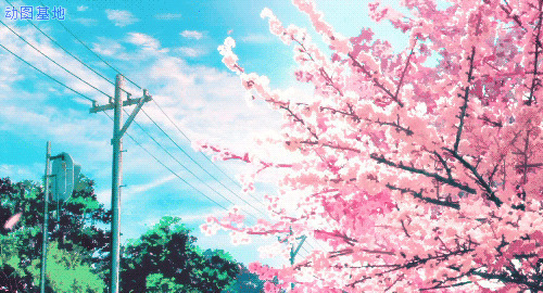 日本樱花花瓣飘落发图片:花落