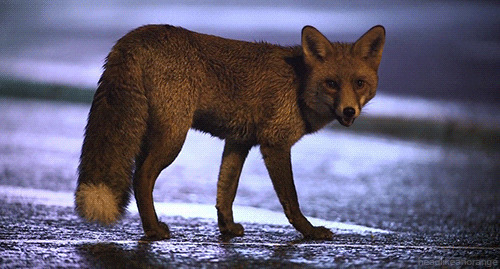 谨慎的狐狸GIF图片:狐狸