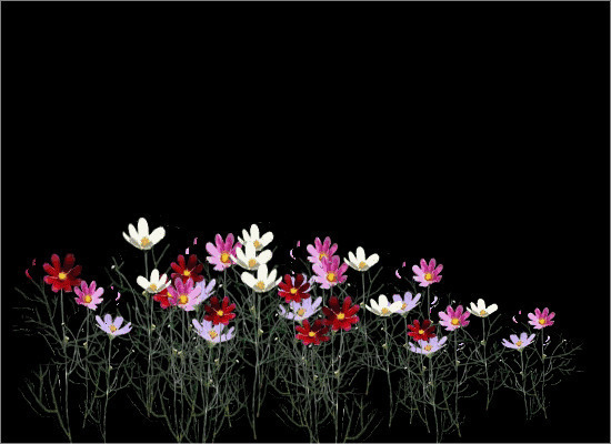 左右摇摆的花动画图片:花朵