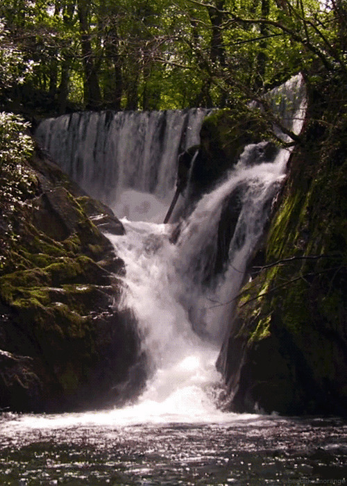 森林瀑布汇入江河GIF图片:瀑布
