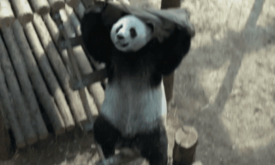 可爱的大熊猫拿毛巾盖住头gif图片