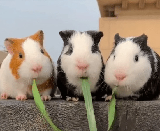 三只可爱的小兔子吃青草gif图片:小兔子