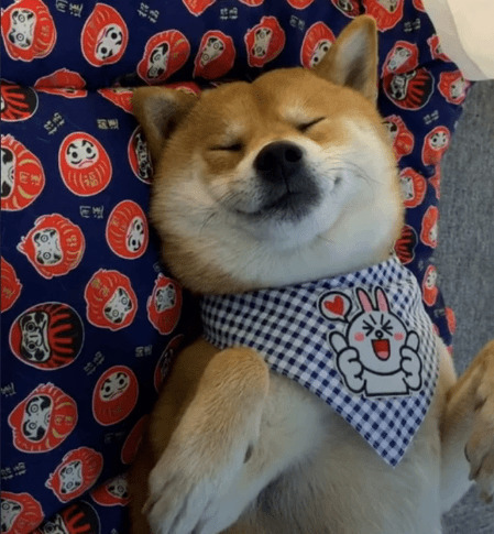可爱的小狗狗系着围巾睡觉gif图片:狗狗,柴犬
