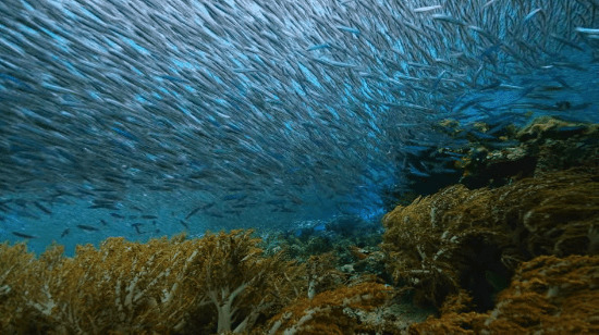 深海里的鱼群gif图片:鱼群