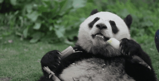 可爱的大熊猫躺在地上吃竹笋gif图片