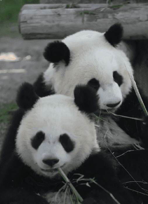 两只可爱的大熊猫依偎在一起吃竹笋gif图片