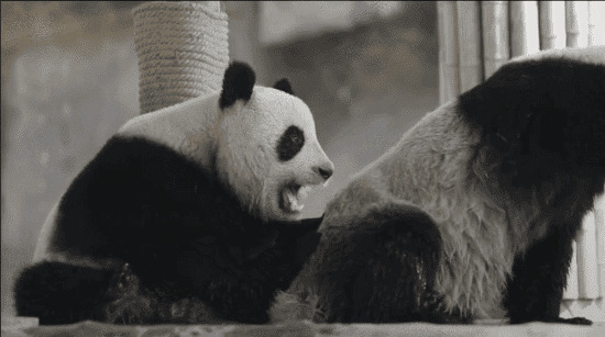 可爱的大熊猫在一起玩耍gif图片