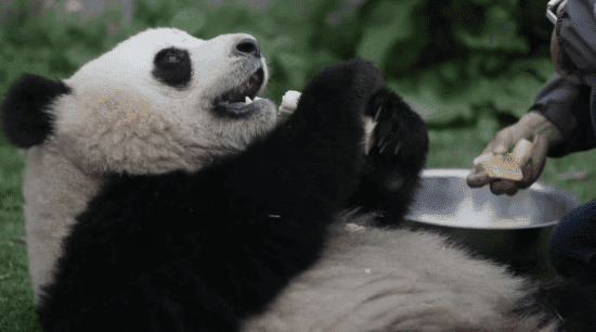 饲养员喂大熊猫食物gif图片:大熊猫