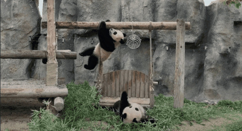 两只大熊猫爬到木桩上玩耍gif图片