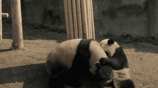 两只可爱的大熊猫在一起打闹gif图片