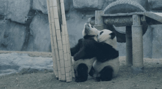 两只可爱的大熊猫拥抱在一起玩耍gif图片