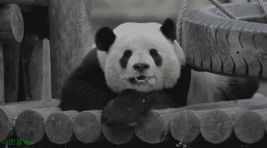 懒洋洋的大熊猫GIF图片:大熊猫