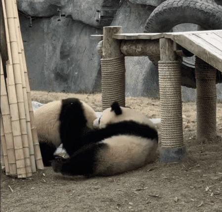 大熊猫打架GIF图片:大熊猫