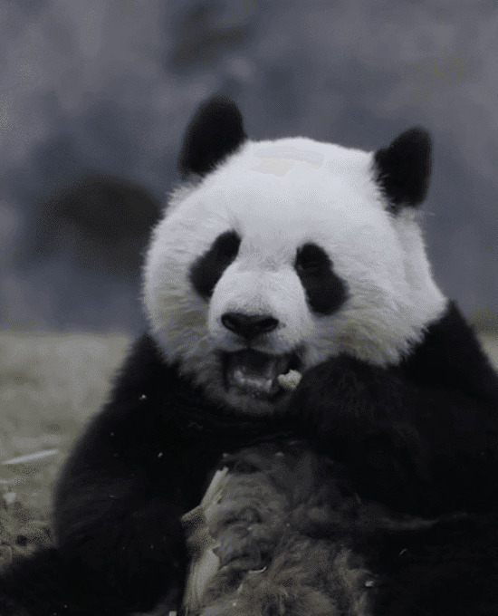 大熊猫快乐的吃竹笋GIF图片