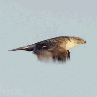 麻雀在空中飞翔着张嘴GIF图片