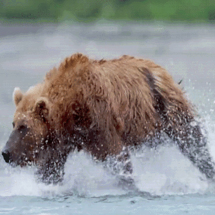 在水里奔跑的棕熊GIF图片:棕熊