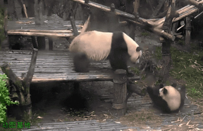 两只大熊猫在一起玩耍打闹GIF图片:大熊猫