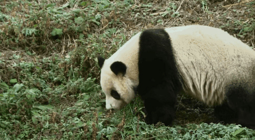 一只大熊猫在地上行走找吃食物GIF图片