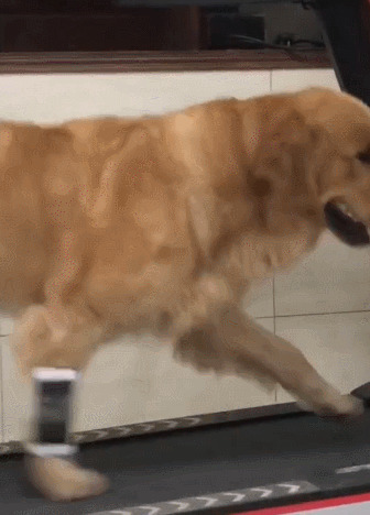 小狗狗在跑步机上快速的跑步GIF图片