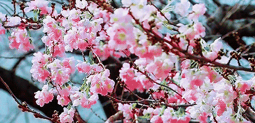 粉红色的桃花很艳丽GIF图片:桃花