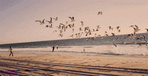 女孩在海边奔跑追赶海鸥GIF图片:海鸥