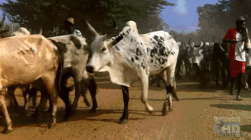 奶牛在路上走着GIF图片:奶牛