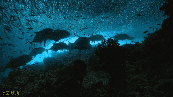 深海鱼群动态图片:鱼群