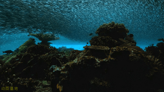 深海密集鱼群动态图片