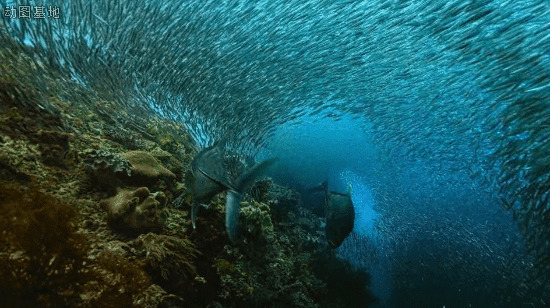大西洋密集鱼群gif图:鱼群