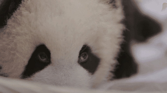 熊猫的眼睛动态图片:大熊猫