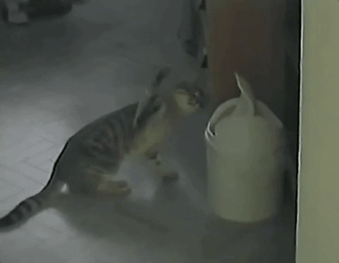 淘气的小猫咪玩垃圾桶gif图片