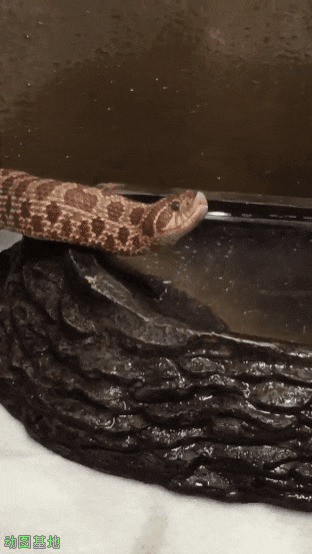 毒蛇喝水gif图片:毒蛇