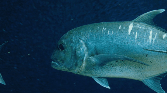 大海里的鱼GIF图片:大海,鱼