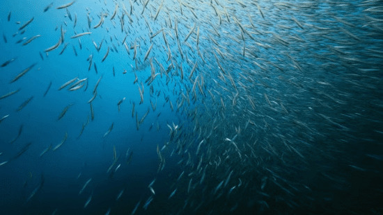 猎食的鱼GIF图片:猎食,鱼群