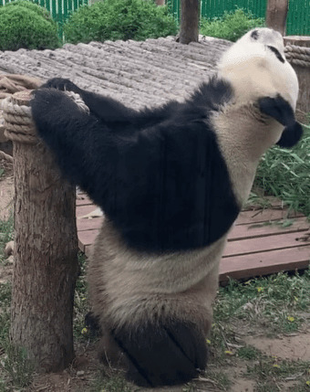 萌萌的国宝GIF图片:熊猫,国宝