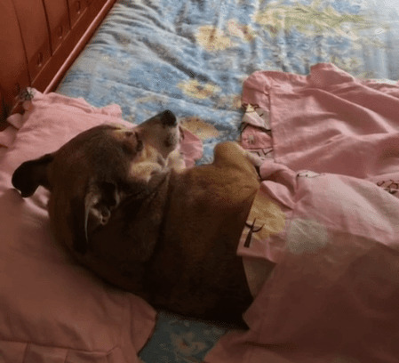 睡觉的狗狗GIF图片:狗狗
