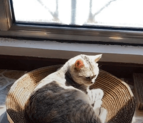 晒太阳的猫GIF图片