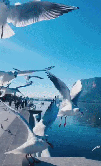 洁白的海鸥GIF图片:海鸥,鸟