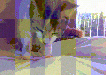 可爱的小猫猫睡觉醒来吃肉gif图片:猫咪