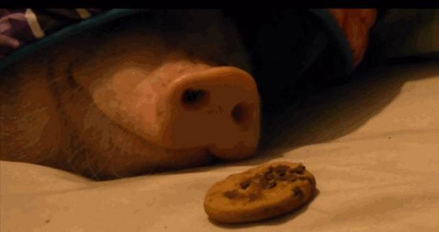 诱惑小猪GIF图片:小猪