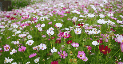 漫山遍野的鲜花很漂亮GIF图片