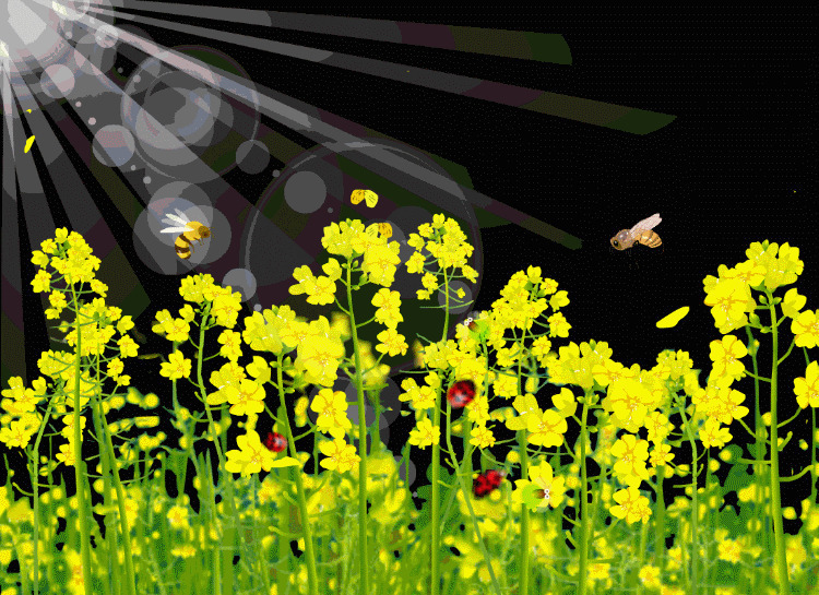 阳光照耀花丛动画图片:阳光