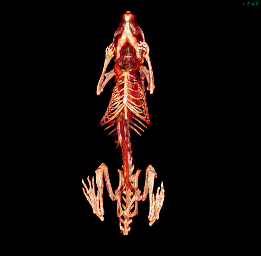 动物骨头化石标本GIF图